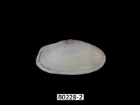 藏品(截形紫雲蛤 )的圖片